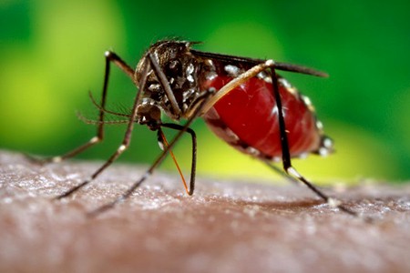 Que es el Dengue Hemorragico | Consejos de Salud